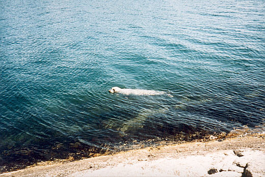Eine Robbe am Vindafjord